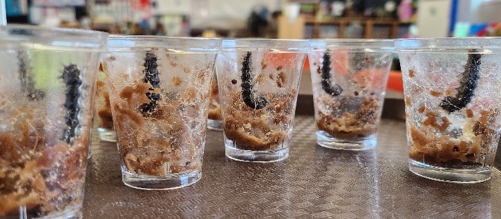 A group of glasses with a worm in it

Description automatically generated