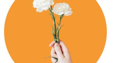 A hand holding three white carnations against a yellow-orange background