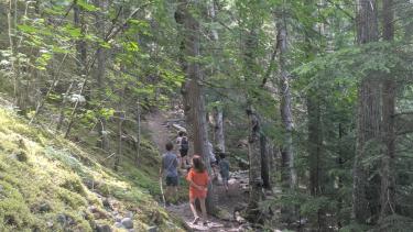 Students walking in the forest